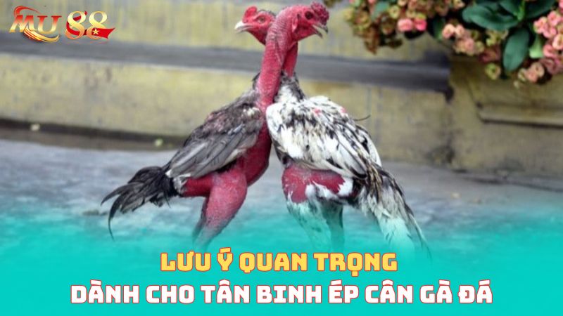 Lưu ý quan trọng dành cho tân binh mới thực hiện ép cân gà đá