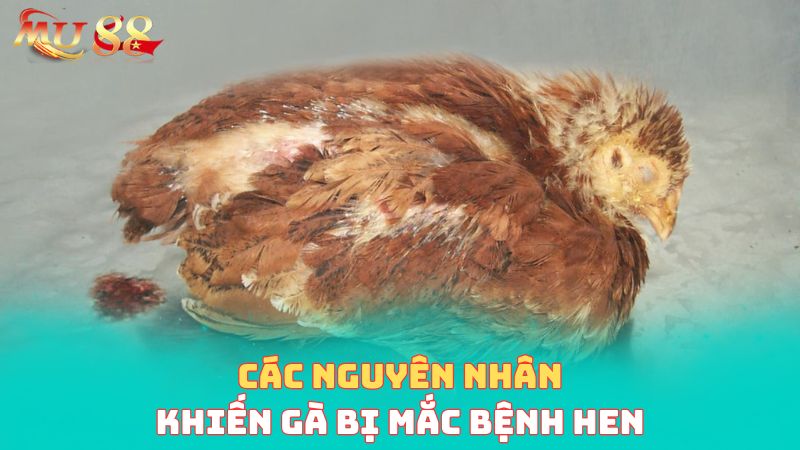 Các nguyên nhân khiến gà bị mắc bệnh hen
